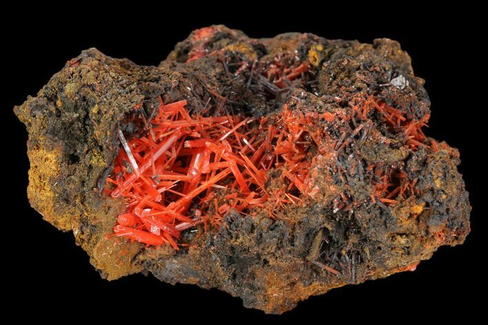 Bright Orange Crocoite Crystal Cluster - Tasmania #127957